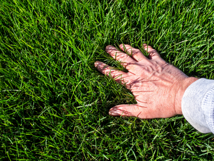 Go Green: 7 Tips to Achieve a Lush Lawn This Season